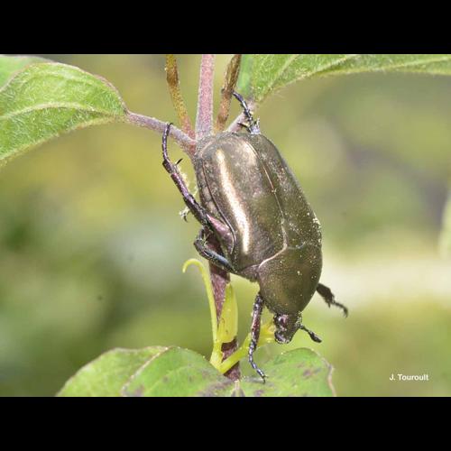 <i>Potosia cuprea</i> (Fabricius, 1775) &copy; J. Touroult