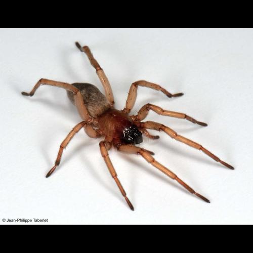 <i>Drassodex lesserti</i> (Schenkel, 1936) &copy; NULL