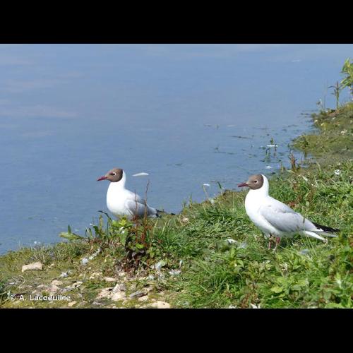 <i>Chroicocephalus ridibundus</i> (Linnaeus, 1766) &copy; A. Lacoeuilhe