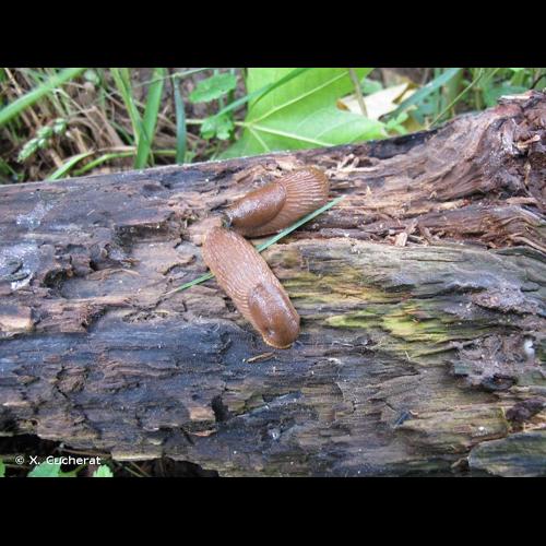 <i>Arion vulgaris</i> Moquin-Tandon, 1855 &copy; X. Cucherat