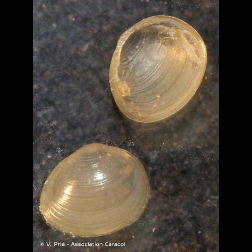 <i>Euglesa nitida</i> (Jenyns, 1832) © V. Prié - Association Caracol