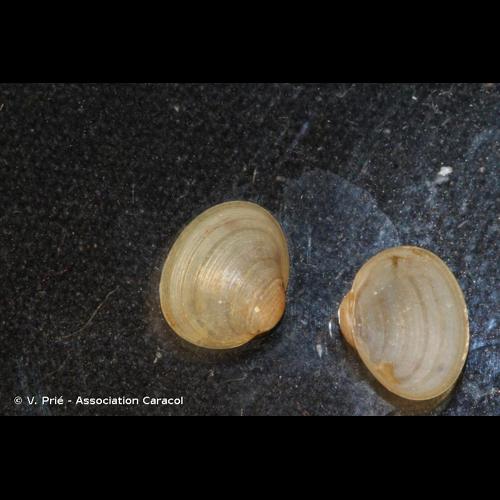 <i>Euglesa obtusalis</i> (Lamarck, 1818) © V. Prié - Association Caracol