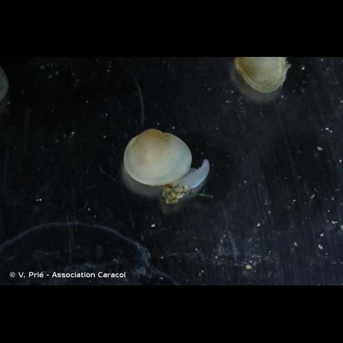 <i>Euglesa personata</i> (Malm, 1855) © V. Prié - Association Caracol