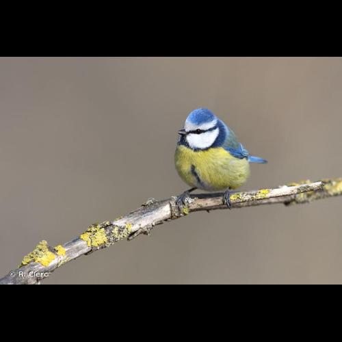<i>Cyanistes caeruleus</i> (Linnaeus, 1758) © R. Clerc