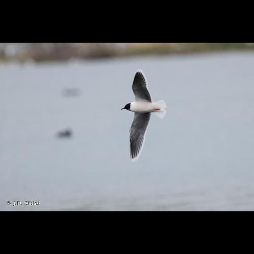 <i>Hydrocoloeus minutus</i> (Pallas, 1776) © J.P. Siblet