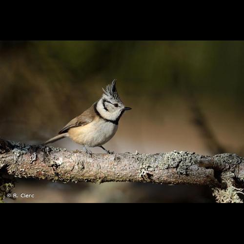 <i>Lophophanes cristatus</i> (Linnaeus, 1758) © R. Clerc