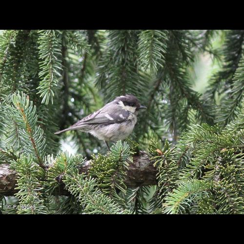 <i>Periparus ater</i> (Linnaeus, 1758) © F. Jiguet