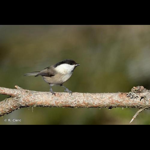 <i>Poecile montanus</i> (Conrad von Baldenstein, 1827) © R. Clerc