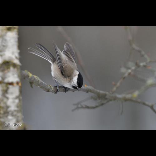 <i>Poecile palustris</i> (Linnaeus, 1758) &copy; R. Clerc