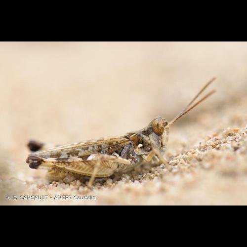 <i>Dociostaurus genei genei</i> (Ocskay, 1832) &copy; E. SANSAULT - ANEPE Caudalis