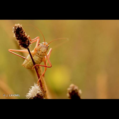 <i>Ephippiger diurnus</i> Dufour, 1841 © J. LAIGNEL