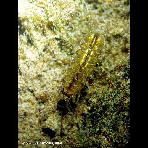 <i>Asellus </i>(<i>Asellus</i>)<i> aquaticus</i> (Linnaeus, 1758) © Yannick LEDORÉ, FFAL