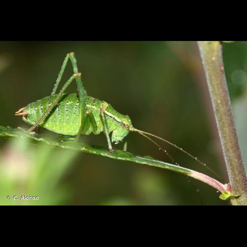 <i>Barbitistes serricauda</i> (Fabricius, 1794) © C. Alonso