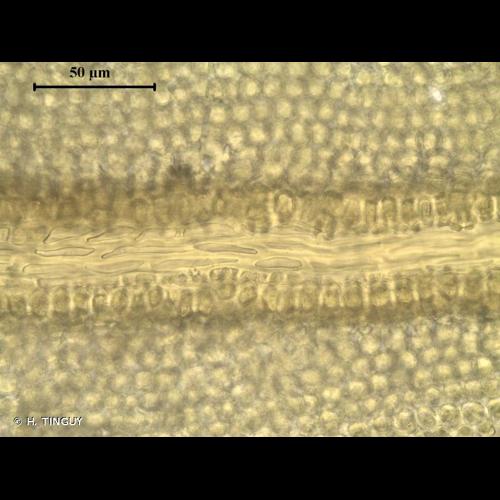 <i>Tortella inclinata</i> (R.Hedw.) Limpr., 1888 © H. TINGUY