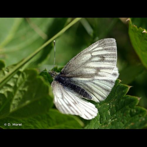 <i>Pieris bryoniae</i> (Hübner, 1800) &copy; D. Morel