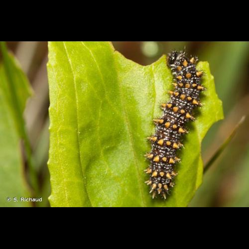 <i>Melitaea celadussa</i> Fruhstorfer, 1910 &copy; S. Richaud