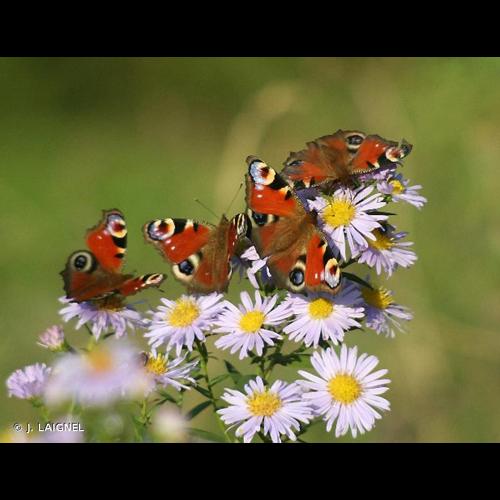 <i>Aglais io</i> (Linnaeus, 1758) &copy; J. LAIGNEL