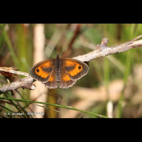 <i>Pyronia tithonus</i> (Linnaeus, 1771) © A. Jeusset - SPN/MNHN