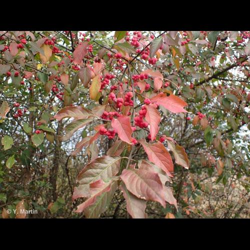 <i>Euonymus europaeus</i> L., 1753 © NULL