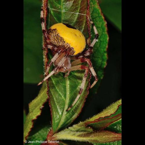 <i>Araneus marmoreus</i> Clerck, 1758 © NULL