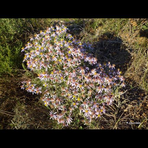 <i>Galatella sedifolia</i> (L.) Greuter, 2003 © P. Gourdain