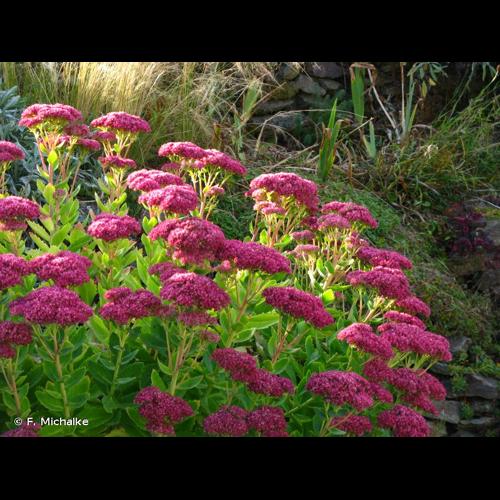 <i>Hylotelephium spectabile</i> (Boreau) H.Ohba, 1977 © F. Michalke