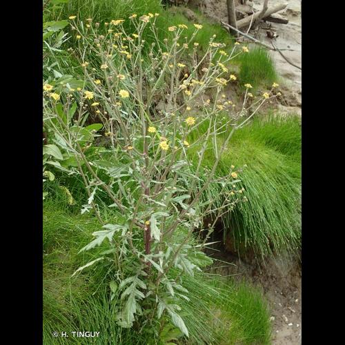 <i>Jacobaea erratica</i> (Bertol.) Fourr., 1868 © H. TINGUY