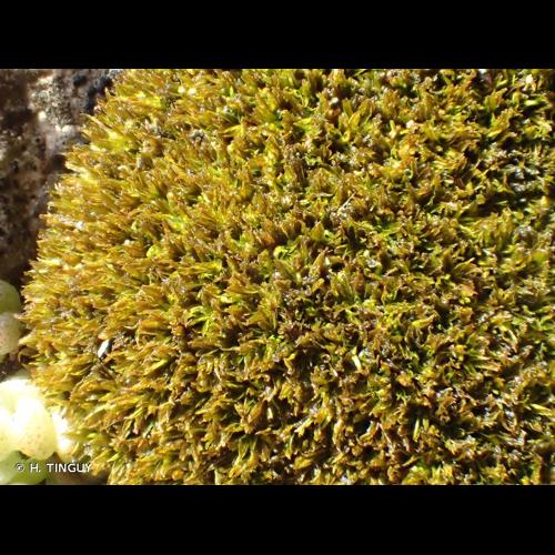 <i>Tortella nitida</i> (Lindb.) Broth., 1902 &copy; H. TINGUY