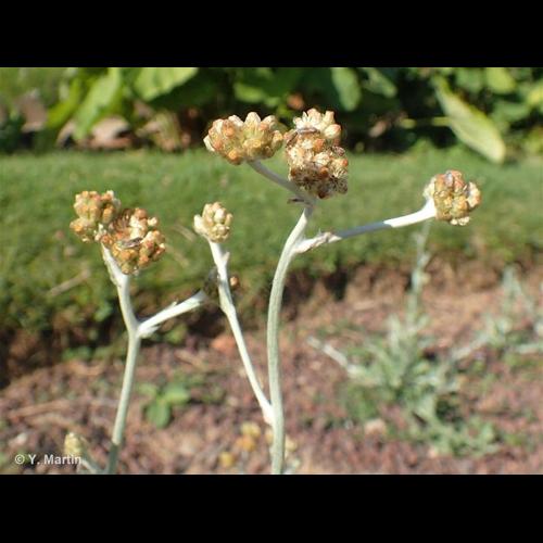 <i>Laphangium luteoalbum</i> (L.) Tzvelev, 1994 © NULL