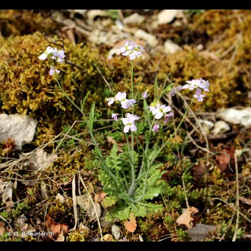 <i>Arabidopsis arenosa</i> (L.) Lawalrée, 1960 © O. Roquinarc'h