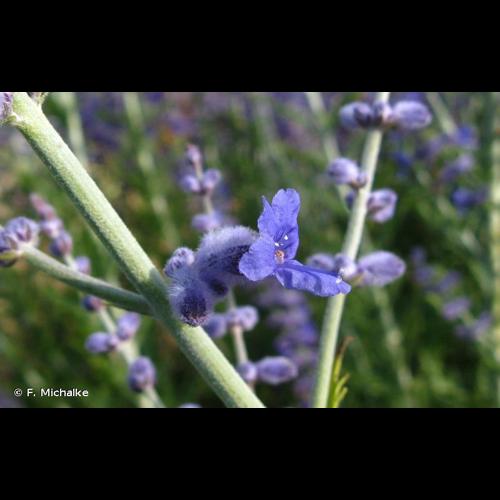 <i>Perovskia atriplicifolia</i> Benth., 1848 &copy; F. Michalke