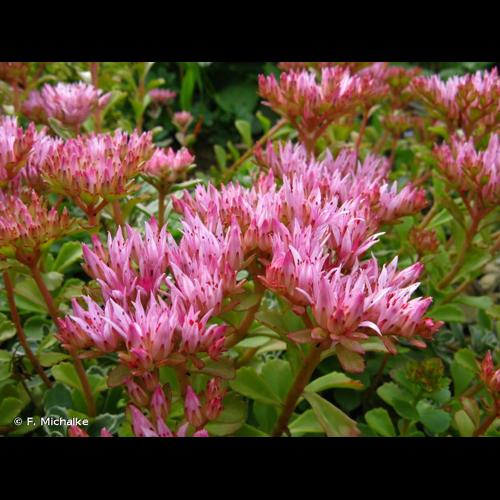 <i>Phedimus spurius</i> (M.Bieb) 't Hart, 1995 © F. Michalke