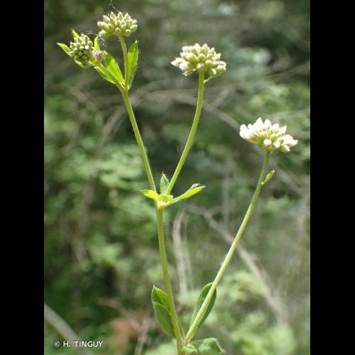 <i>Lotus herbaceus</i> (Vill.) Jauzein, 2010 © H. TINGUY