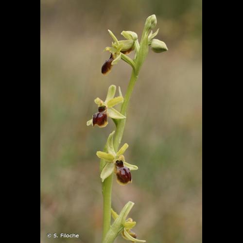 <i>Ophrys virescens</i> Philippe, 1859 © S. Filoche