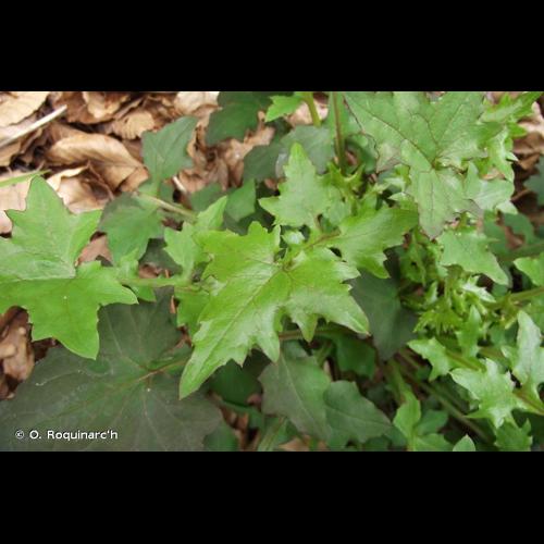 <i>Lactuca muralis</i> (L.) Gaertn., 1791 &copy; O. Roquinarc'h