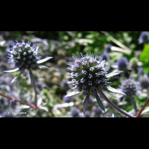 <i>Eryngium planum</i> L., 1753 © F. Michalke
