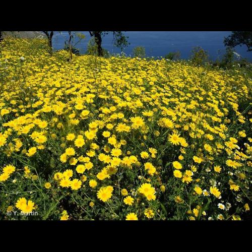<i>Glebionis coronaria</i> (L.) Cass. ex Spach, 1841 © NULL