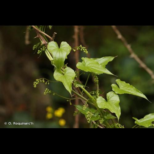 <i>Dioscorea communis</i> (L.) Caddick & Wilkin, 2002 &copy; O. Roquinarc'h