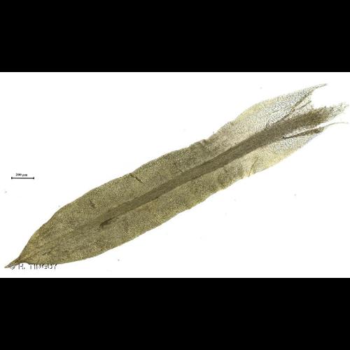 <i>Trichostomum brachydontium</i> Bruch, 1829 &copy; H. TINGUY