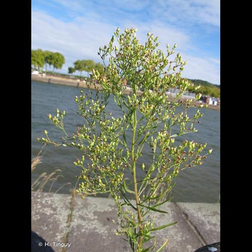 <i>Erigeron floribundus</i> (Kunth) Sch.Bip., 1865 © H. Tinguy