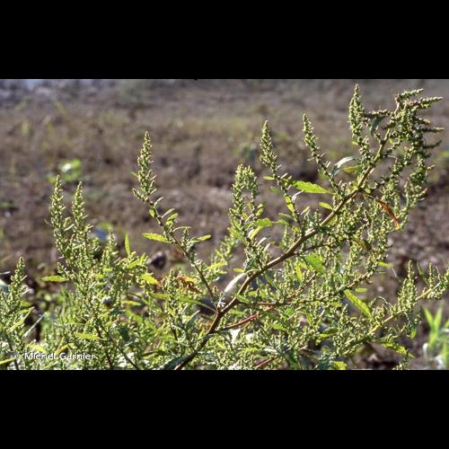 <i>Dysphania ambrosioides</i> (L.) Mosyakin & Clemants, 2002 © Michel Garnier