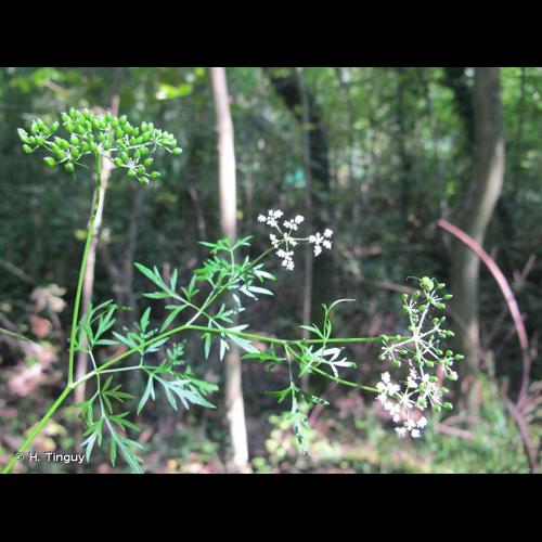 <i>Aethusa cynapium </i>subsp.<i> elata</i> (Friedl. ex Hoffm.) Schübl. & G.Martens, 1834 &copy; H. Tinguy