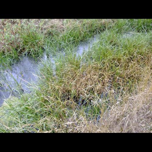 <i>Bolboschoenus maritimus </i>(L.) Palla, 1905 subsp.<i> maritimus</i> © NULL