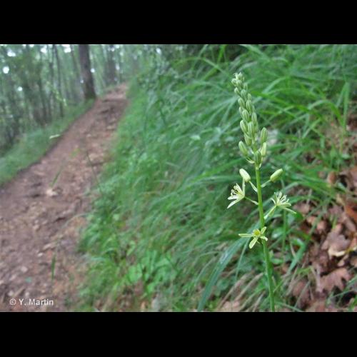 <i>Loncomelos pyrenaicus </i>(L.) Hrouda, 1988 subsp.<i> pyrenaicus</i> &copy; NULL