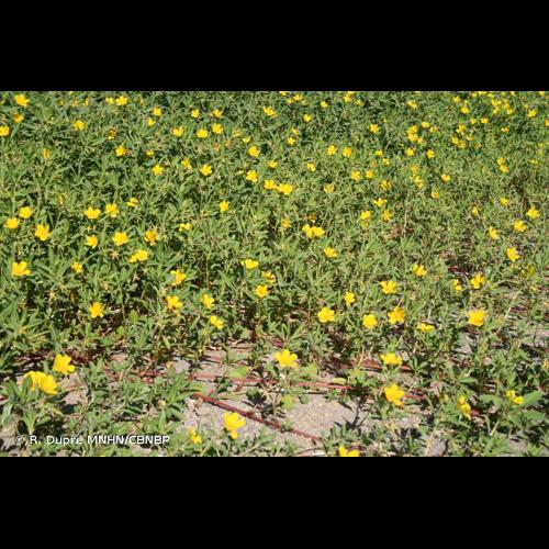 <i>Ludwigia grandiflora </i>subsp.<i> hexapetala</i> (Hook. & Arn.) G.L.Nesom & Kartesz, 2000 © R. Dupré MNHN/CBNBP