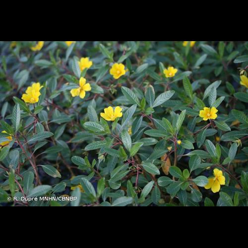 <i>Ludwigia peploides </i>subsp.<i> montevidensis</i> (Spreng.) P.H.Raven, 1964 © R. Dupré MNHN/CBNBP