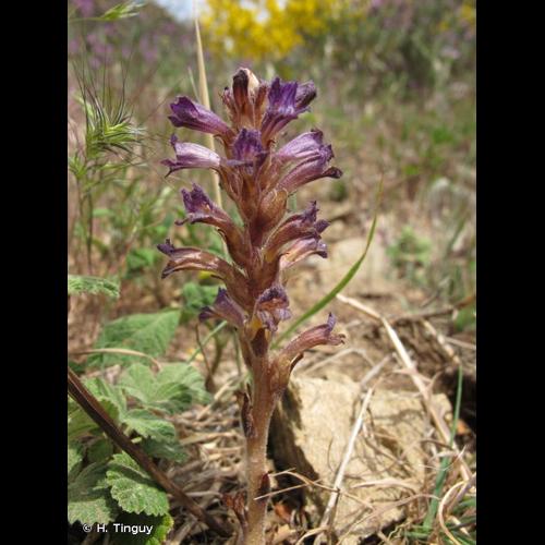 <i>Phelipanche purpurea </i>(Jacq.) Soják, 1972 subsp.<i> purpurea</i> © H. Tinguy