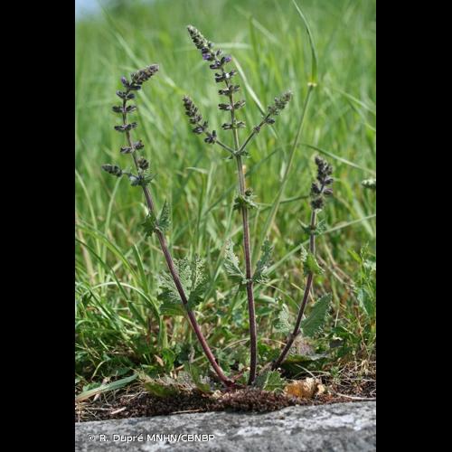 <i>Salvia verbenaca </i>L., 1753 subsp.<i> verbenaca</i> © R. Dupré MNHN/CBNBP