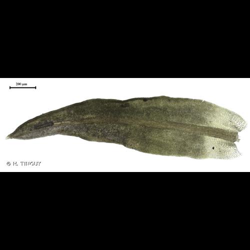 <i>Trichostomum crispulum</i> Bruch, 1829 &copy; H. TINGUY