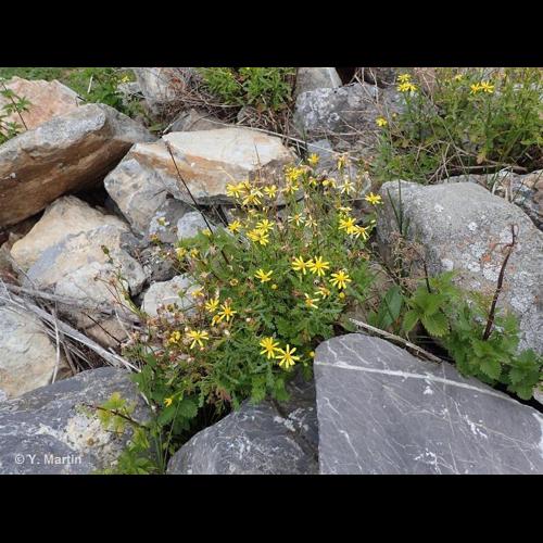<i>Senecio squalidus </i>subsp.<i> rupestris</i> (Waldst. & Kit.) Greuter, 2005 &copy; NULL